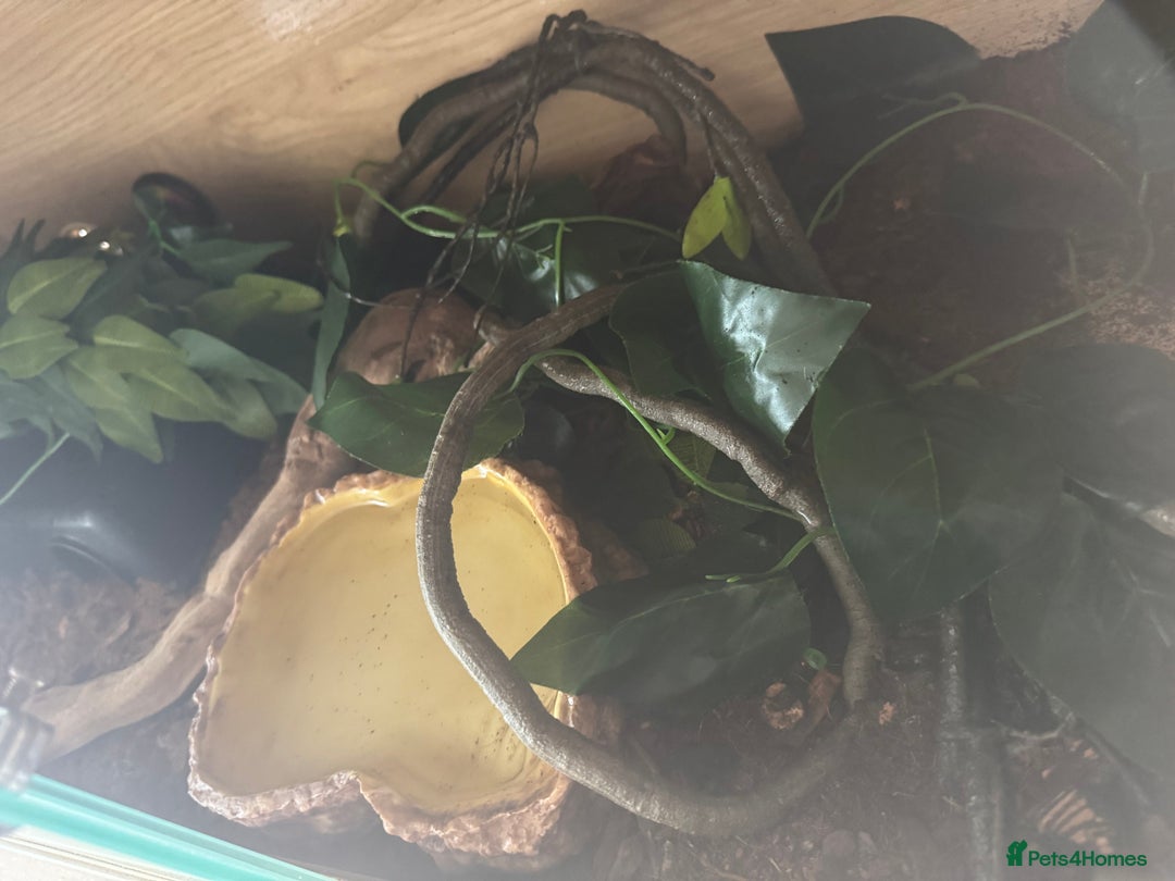 Python Snake reptiles for sale: Ball python  - Image 7