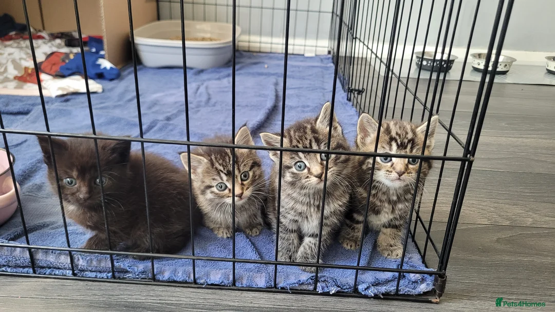 Mixed Breed cats for sale: 4 kittens available end of April *3girls*1boy* - Advert 1