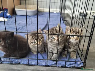 Mixed Breed cats 4 kittens available end of April *3girls*1boy* - Advert 2