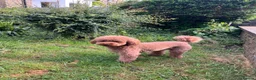 Labradoodle dogs for sale: Beautiful Red Labradoodle Puppies - Advert 3