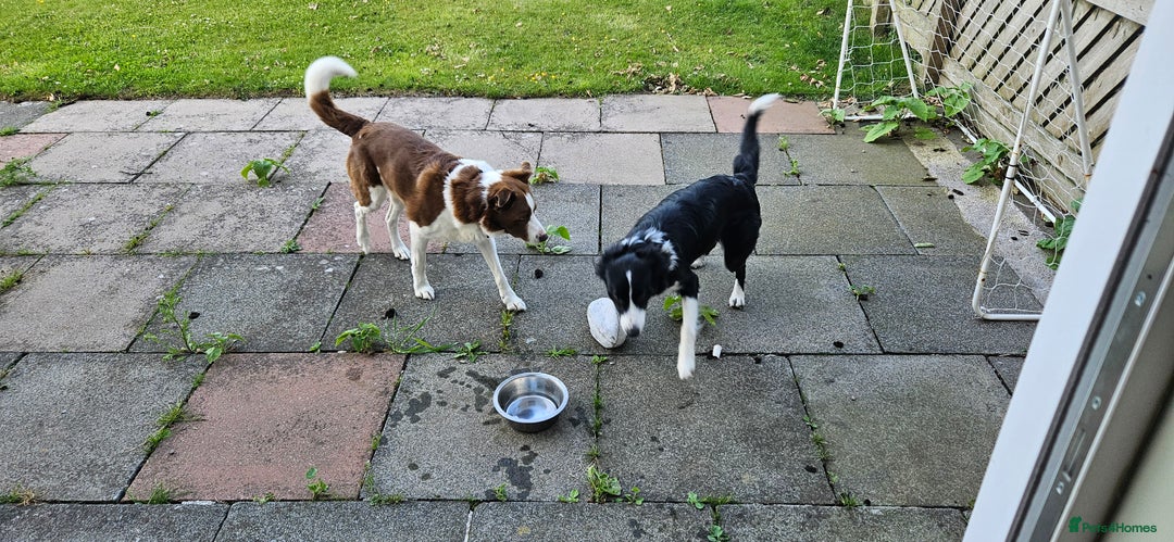 Border Collie dogs for sale: Border collie puppies for sale  - Image 4