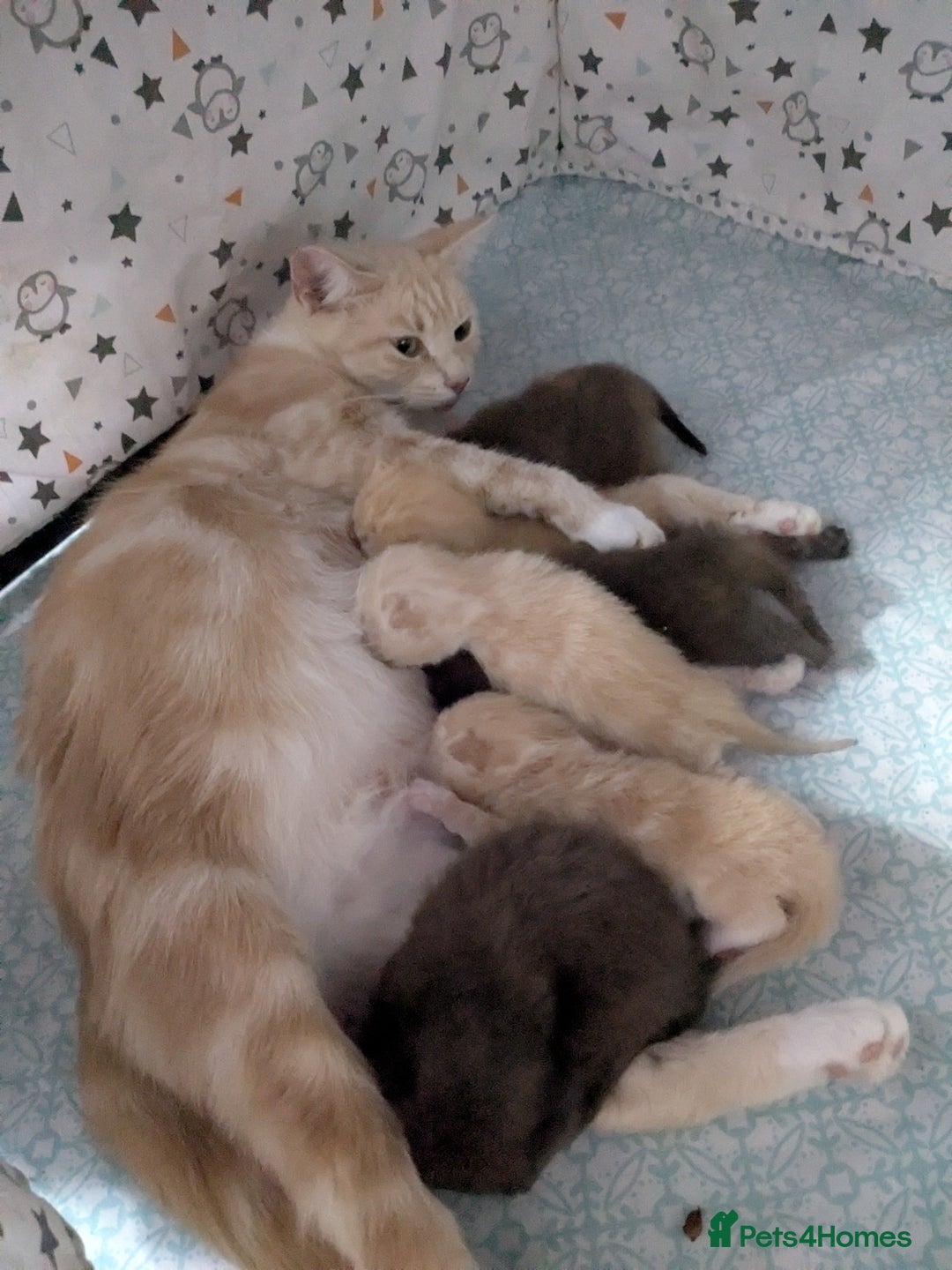 Mixed Breed cats for sale: Siamese/ragdoll/Scottish fold  - Image 31
