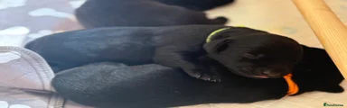 Labrador Retriever Puppy 4