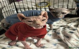 Sphynx cats for sale: Two beautiful sphynx cats  - Image 5