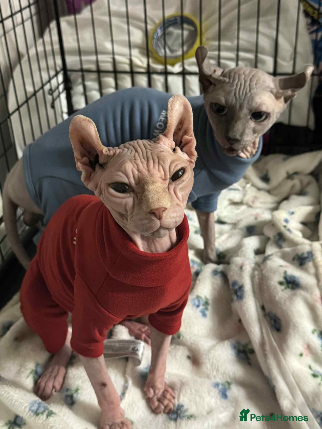 Sphynx cats for sale: Two beautiful sphynx cats  - Image 5