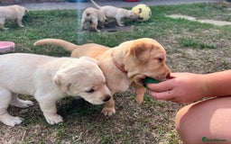 Labrador Retriever dogs for sale: Golden Labrador Puppies for Sale - Image 20