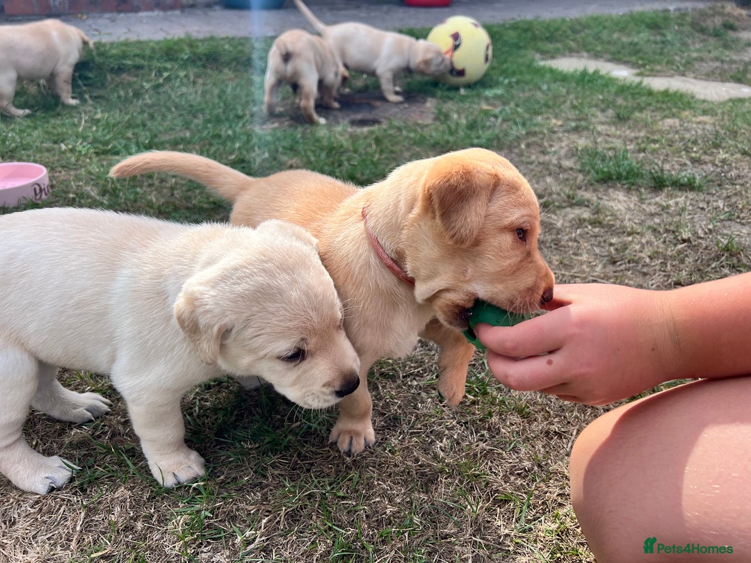 Labrador Retriever dogs for sale: Golden Labrador Puppies for Sale - Image 20