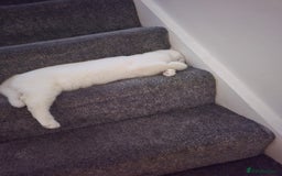 British Shorthair cats for sale: Beautiful white ,Snowy - Image 3