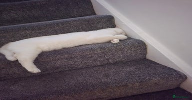 British Shorthair cats - Advert 15