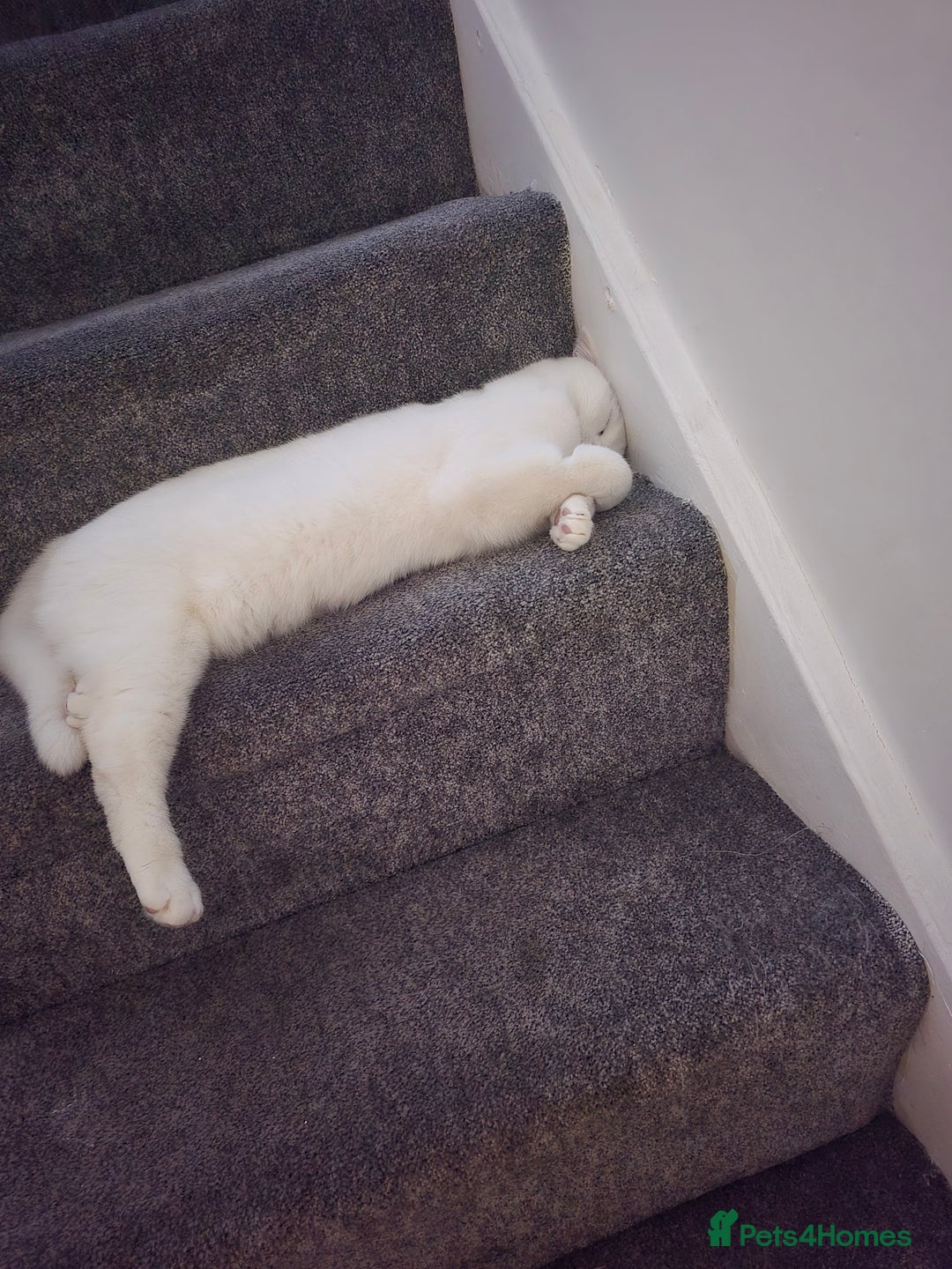 British Shorthair cats for sale: Beautiful white ,Snowy - Image 3