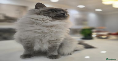 Ragdoll cats - Advert 11