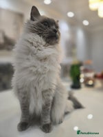 Ragdoll cats - Advert 11