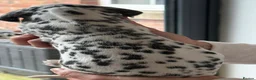 Dalmatian dogs for sale: Black and white puppies  - Advert 16