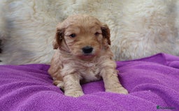 Cockapoo dogs for sale: 5*LICENSED BREEDER WATCH LIVE HEALTH TESTED PARENT - Image 13