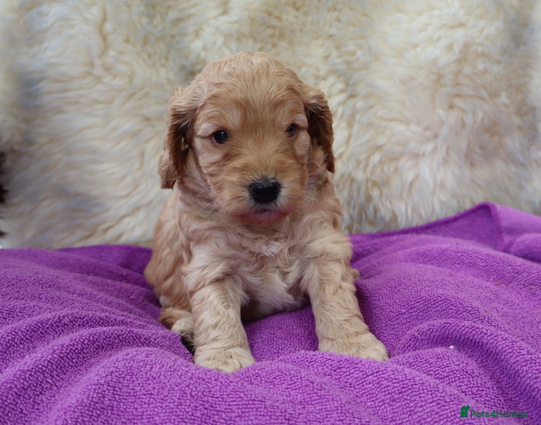 Cockapoo dogs for sale: 5*LICENSED BREEDER WATCH LIVE HEALTH TESTED PARENT - Image 13