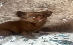 Chihuahua dogs for sale: Beautiful long coat chihuahua girl 🤎💕 - Advert 3