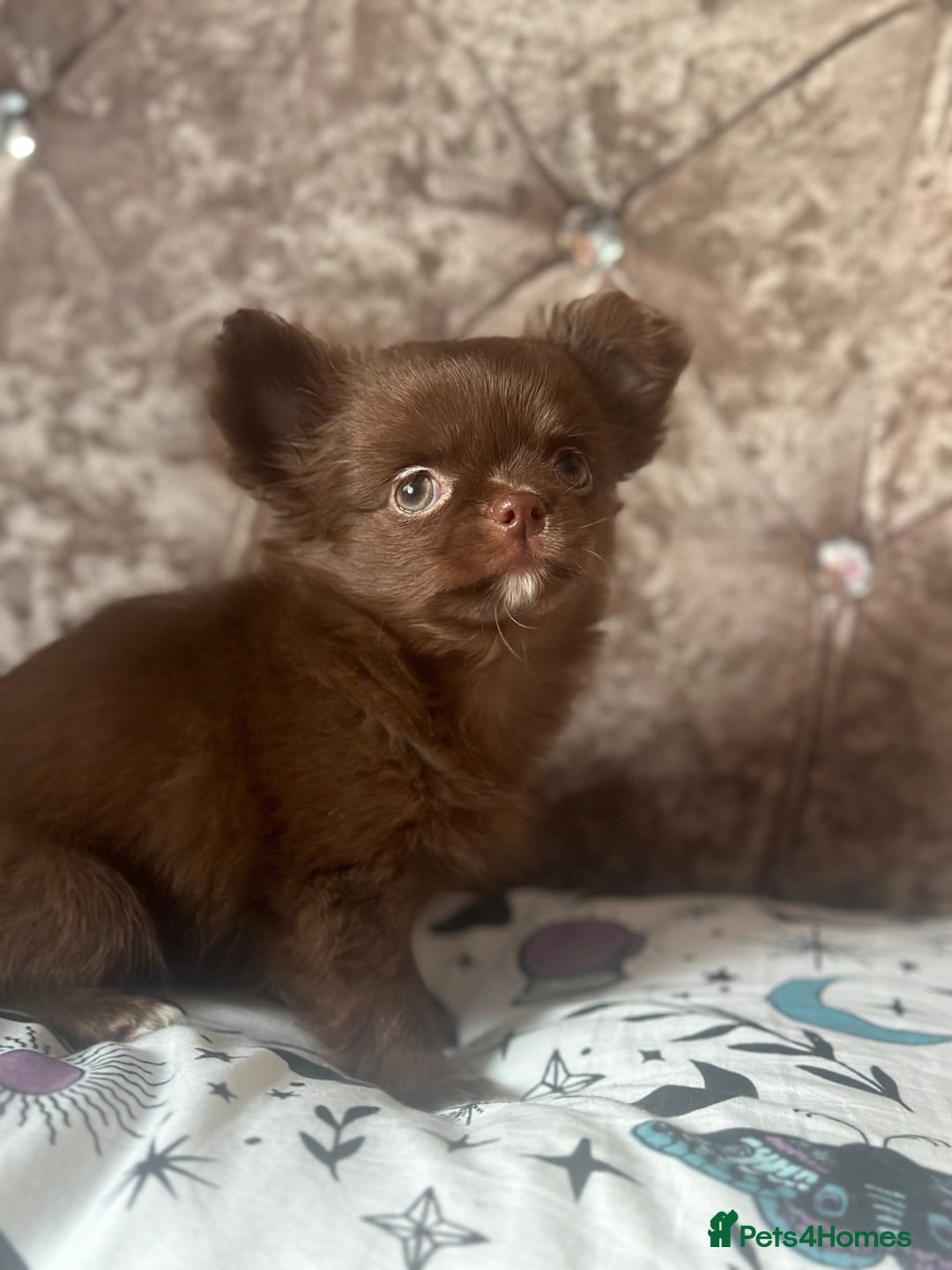 Chihuahua dogs for sale: Beautiful long coat chihuahua girl 🤎💕 - Advert 3