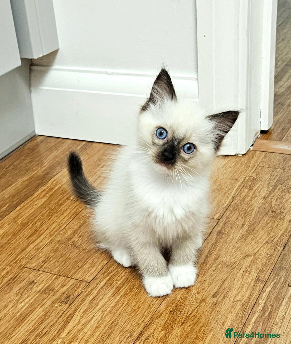 Ragdoll cats Stunning Ragdoll Kittens Available - Advert 1