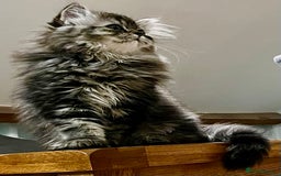 British Longhair cats for sale: 3 Adorable British Longhair x Persian Kittens  - Image 7