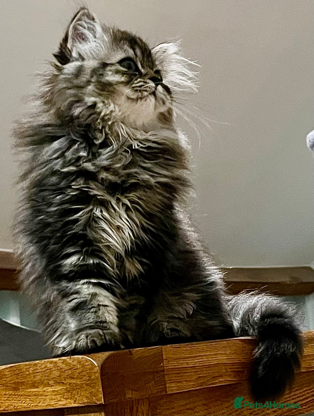 British Longhair cats for sale: 3 Adorable British Longhair x Persian Kittens  - Image 7