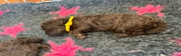 Toy Poodle dogs for sale: Chocolate Toy Poodle  - Advert 7