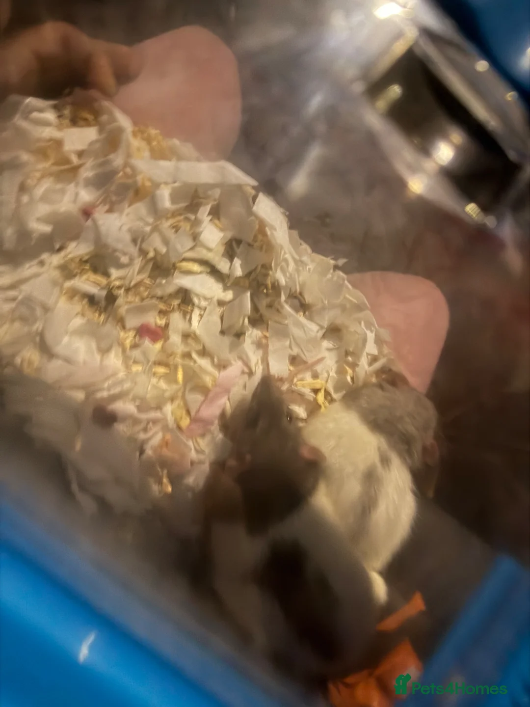 Rat rodents for sale: 2 male rats- come with cage and toys  in Spalding - Advert 11