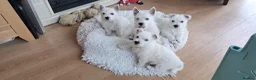 West Highland Terrier dogs for sale: West highland white terrier  - Advert 1