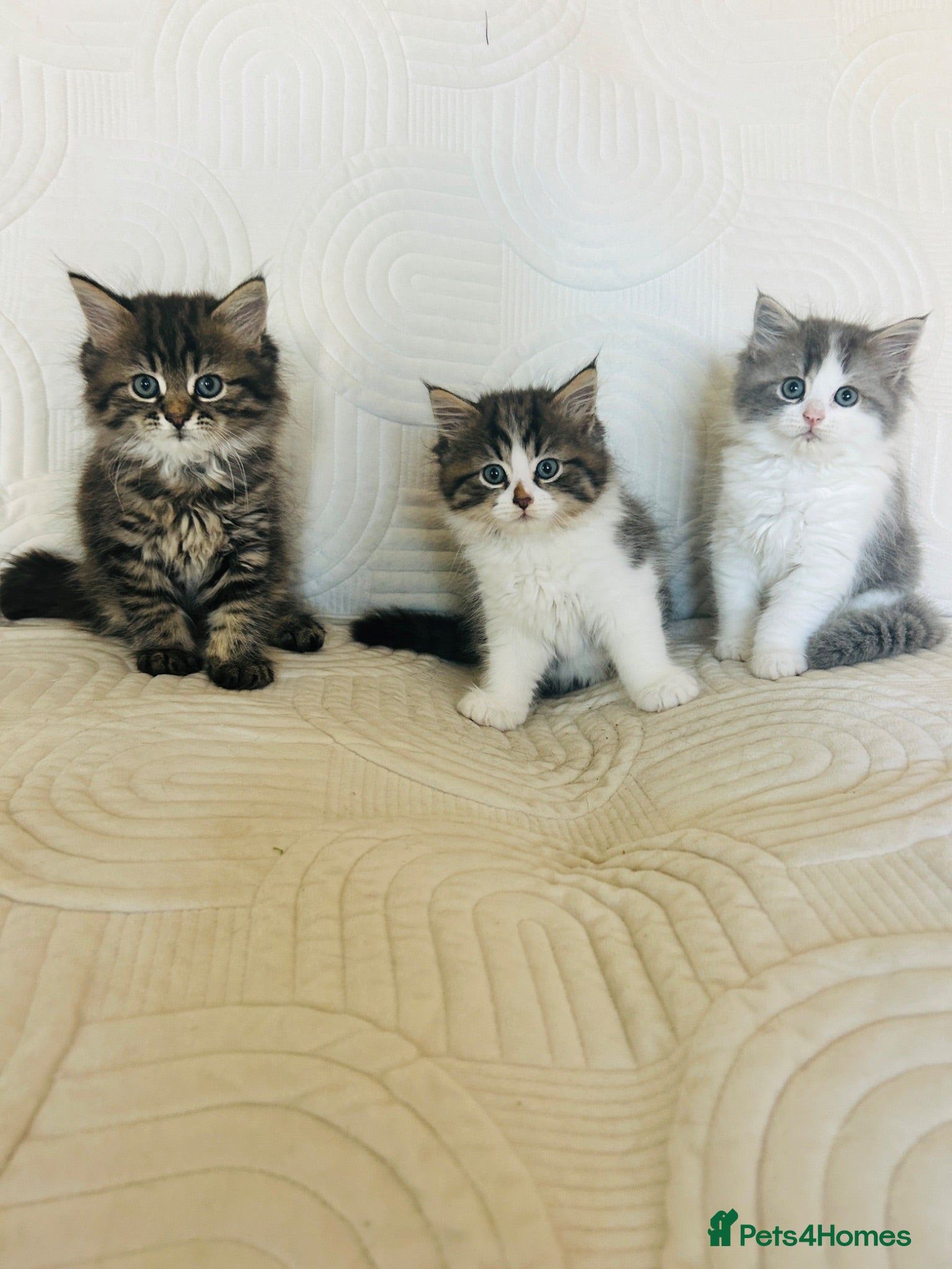 Persian cats Beautiful kittens  - Advert 3