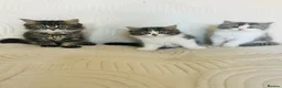 Persian cats for sale: Beautiful kittens  - Advert 1