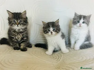 Persian cats Beautiful kittens - Advert 3