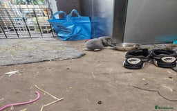 French Lop rabbits for sale: Giant lops beautiful example  - Image 10