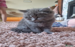 British Shorthair cats for sale: BEAUTIFUL BRITISH LONGHAIR/SHORTHAIR KITTENS - Image 1