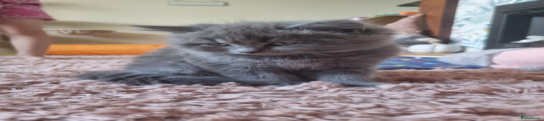 British Shorthair Kitten 1