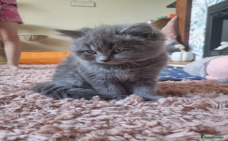 British Shorthair cats - Advert 1