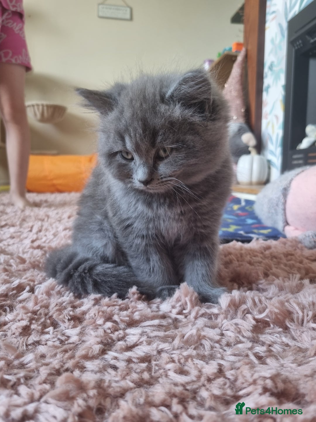 British Shorthair cats for sale: BEAUTIFUL BRITISH LONGHAIR/SHORTHAIR KITTENS - Image 1