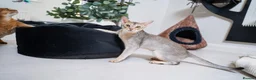 Abyssinian cats for sale: Super Cuddling Boy Champion Line 🏆 Silver Black - Advert 31