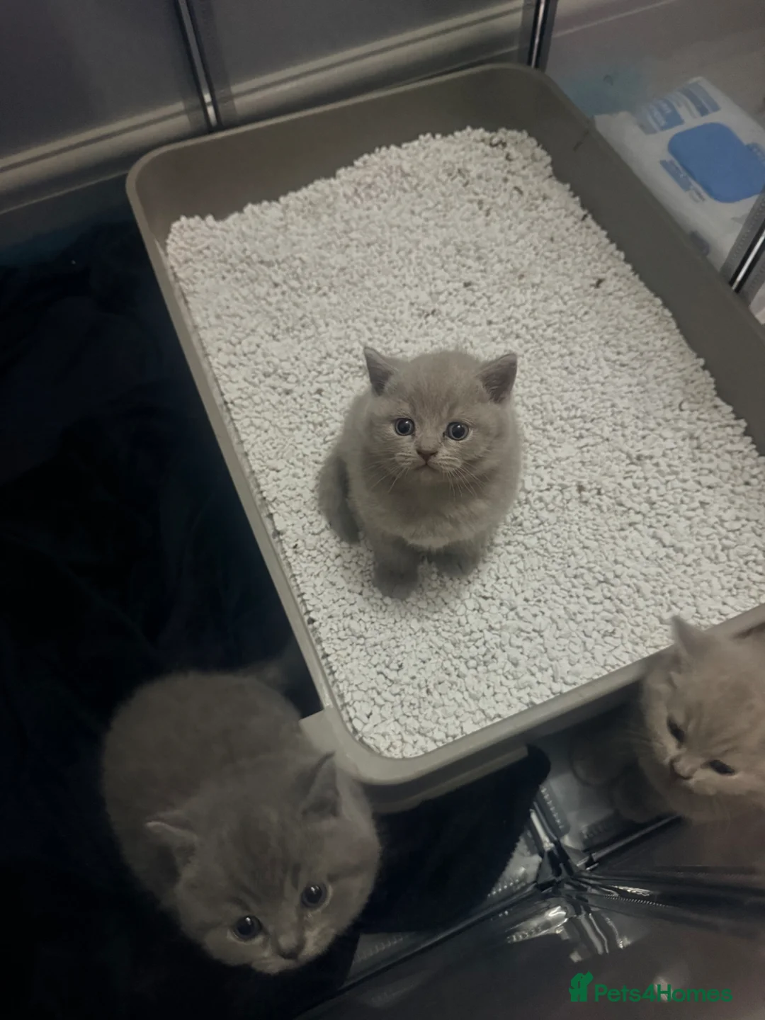 British Shorthair cats for sale: British shorthair  - Advert 6