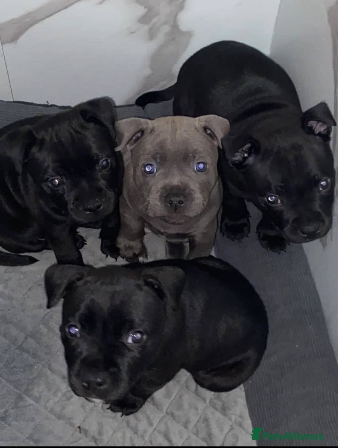 Staffordshire Bull Terrier dogs for sale: Last boy !!! Price dropped !!! Kassius pup  - Advert 8