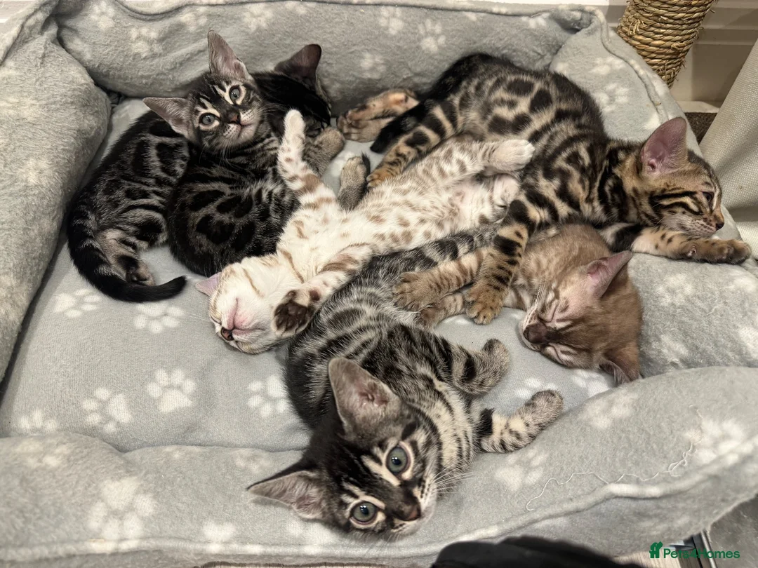 Bengal cats for sale: Bengal Kittens For Sale (3 Left) - Advert 2