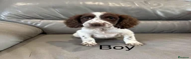 Cocker Spaniel 1