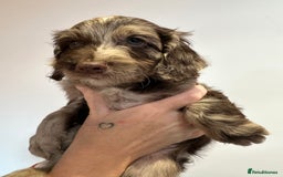 Mixed Breed dogs for sale: 10x Gorgeous Sproodles - Image 13