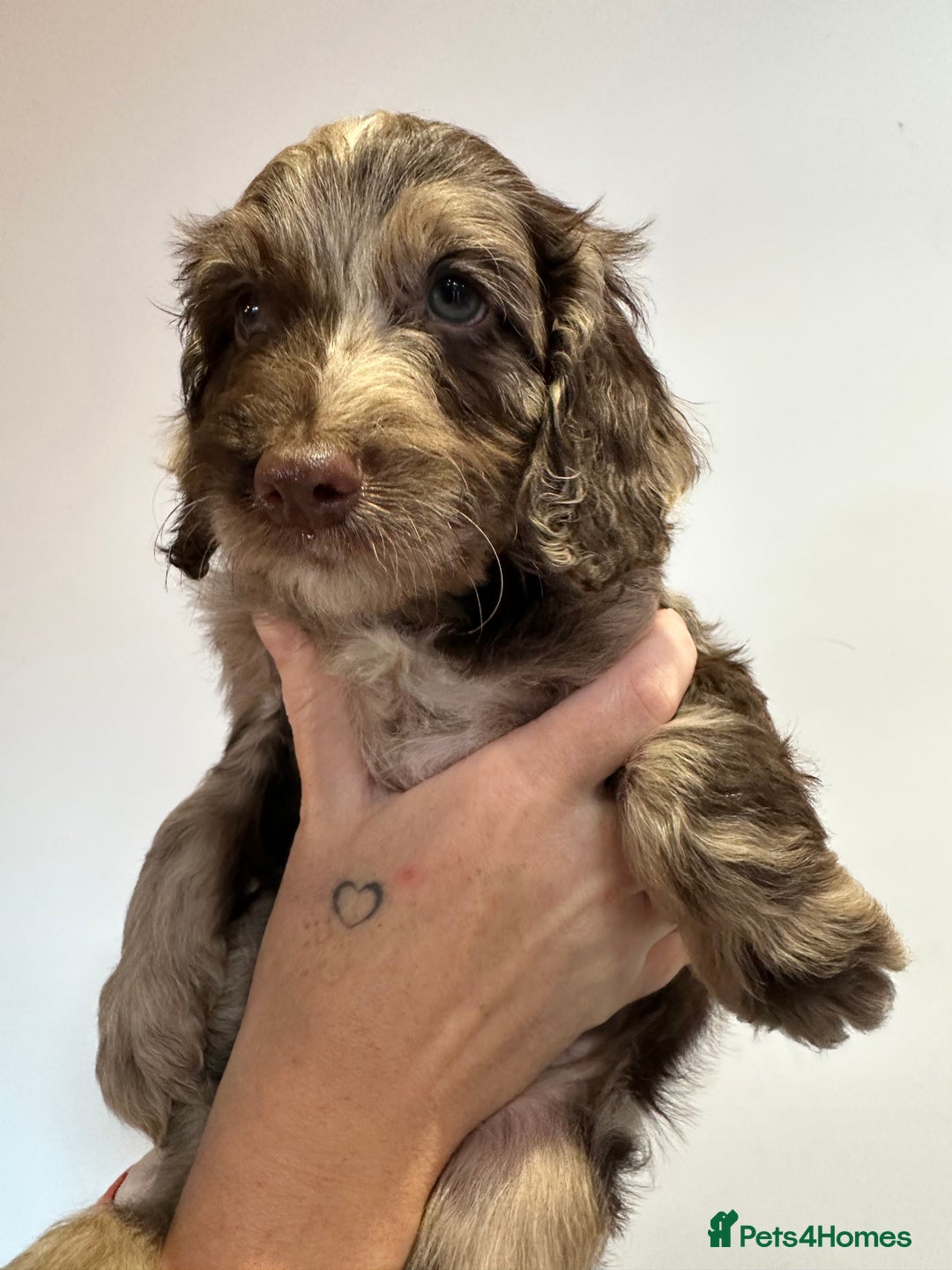 Mixed Breed dogs for sale: 10x Gorgeous Sproodles - Image 13