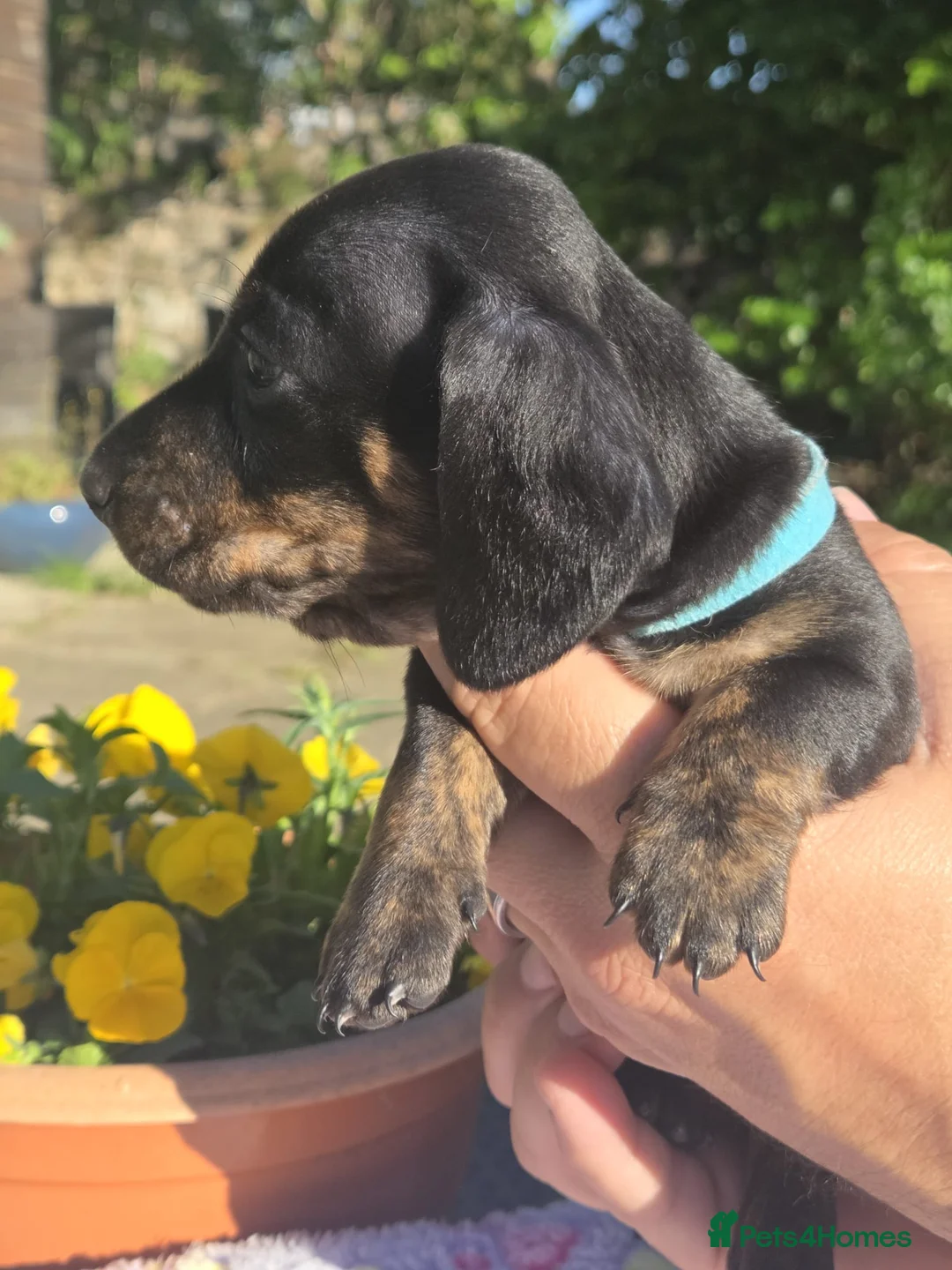 Miniature Dachshund dogs for sale: KC Mini Dachshund Pups - 1 available.3 reserved  - Advert 1