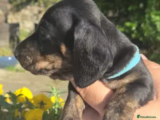 Miniature Dachshund dogs KC Mini Dachshund Pups - 2 available.2 reserved - Advert 15