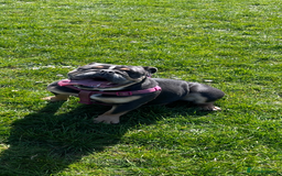 English Bulldog dogs for sale: 2 year old female English bulldog  - Image 2
