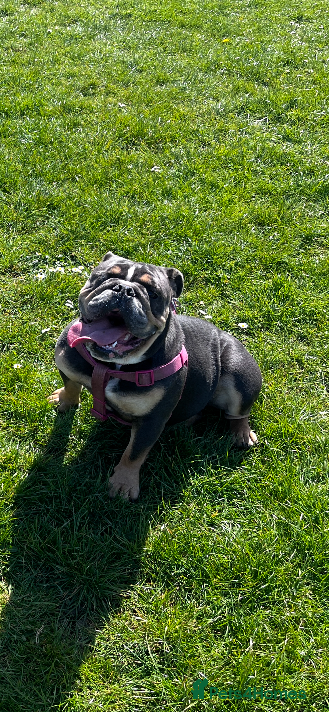 English Bulldog dogs for sale: 2 year old female English bulldog  - Image 2