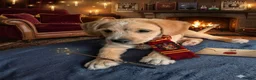 Mixed Breed dogs for sale: Cockalier - 14 weeks  in Worcester - Advert 7
