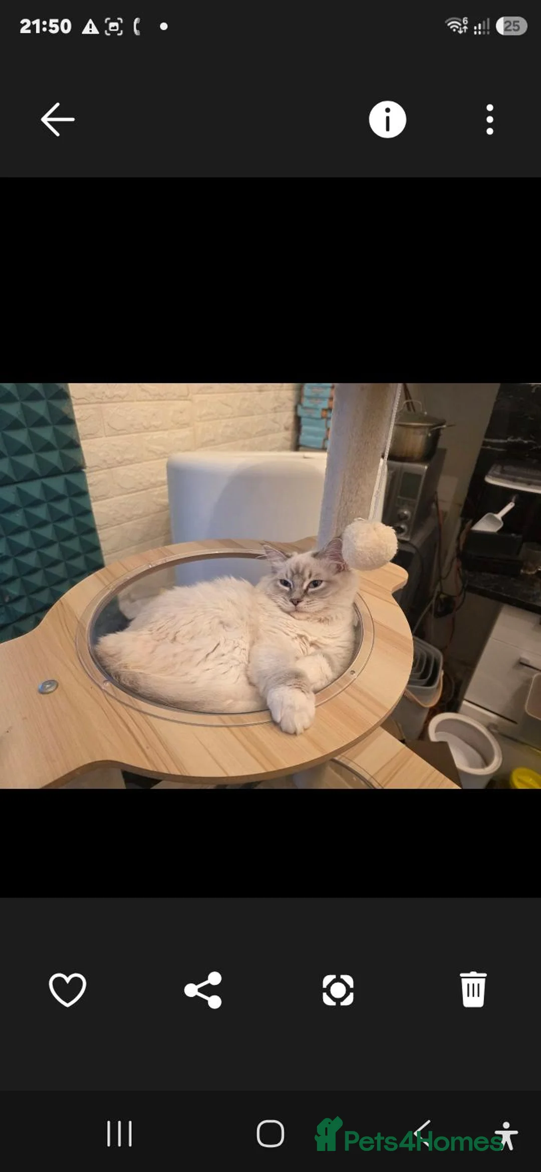 Ragdoll cats for sale: Stunning Ragdoll Boys Toffee & Coffee (11 Months) in London - Advert 26