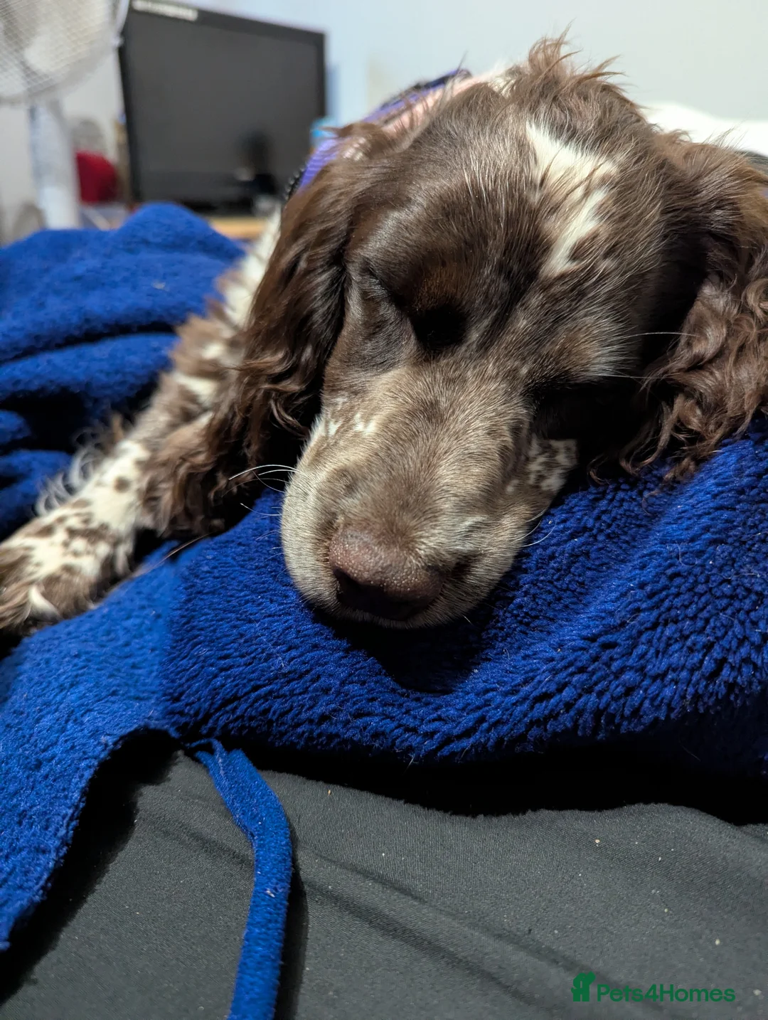 Cocker Spaniel dogs for sale: Beautiful little girl  - Advert 6
