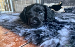 Cocker Spaniel dogs for sale: Gorgeous WCS pups - Image 17